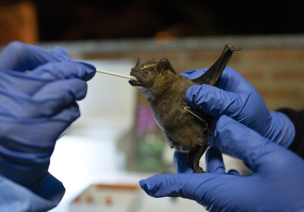 Gloved hands hold a bat and use a swab in its mouth