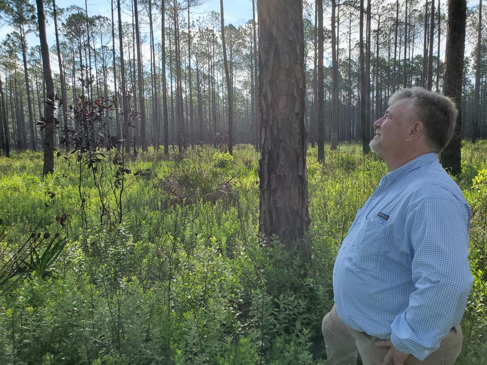 a man gazes out at a pine forest on a sunny day