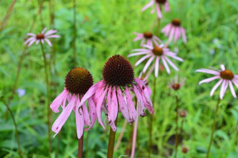 Smooth coneflower (Echinacea laevigata). 