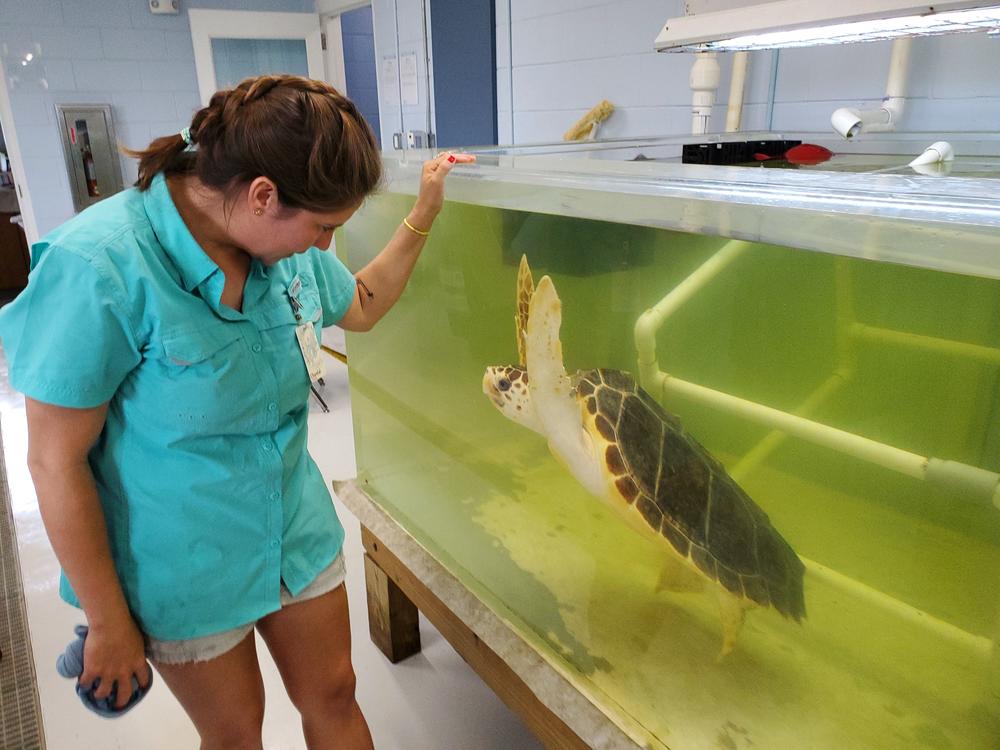 a woman looking at a sea turtle in a tank
