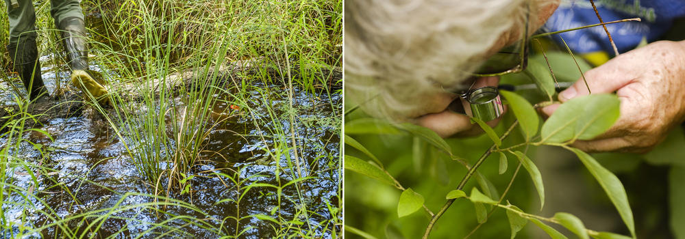 Crossing the wetland separating female pondberry from male pondberry, left, and Heather Brasell uses a jeweler's loupe to get a better look a the stem of a male pondberry plant in a wetland in Baker County recently. 