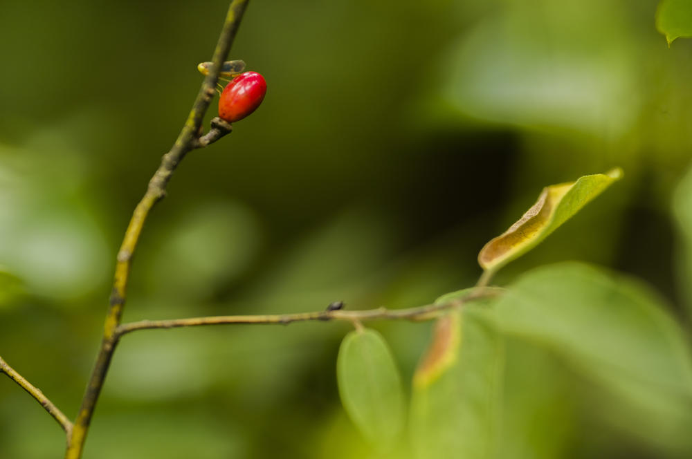 A tiny leaf hopper insect perched on a pondberry fruit in Baker County. Conservationists must balance the needs of a species of butterfly whose caterpillars subsist on pondberry leaves as well as a migratory bird that eats its seeds, the Hermit Thrush, when working with the endangered plant. 