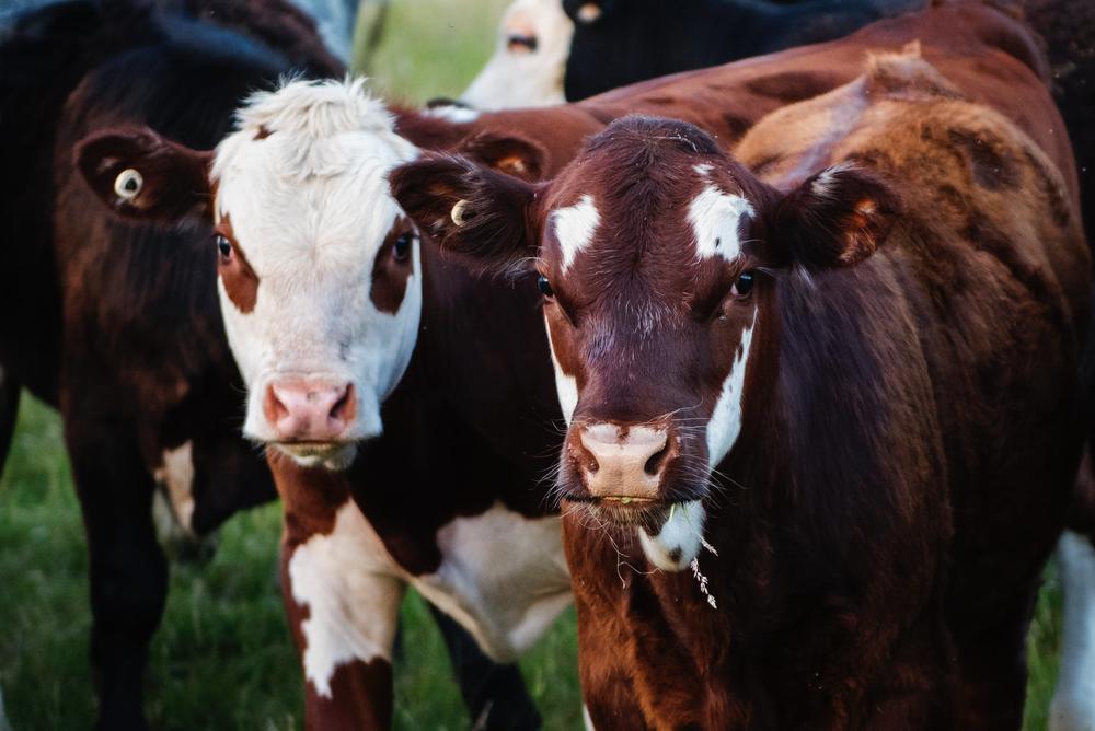 Cows in field