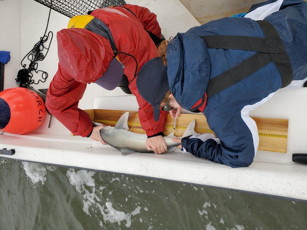 two women in rain gear hold a shark down while one draws a blood sample from near the tail