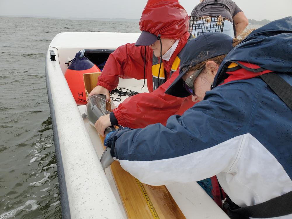 two women on a boat in rain gear hold a shark on a board to measure it