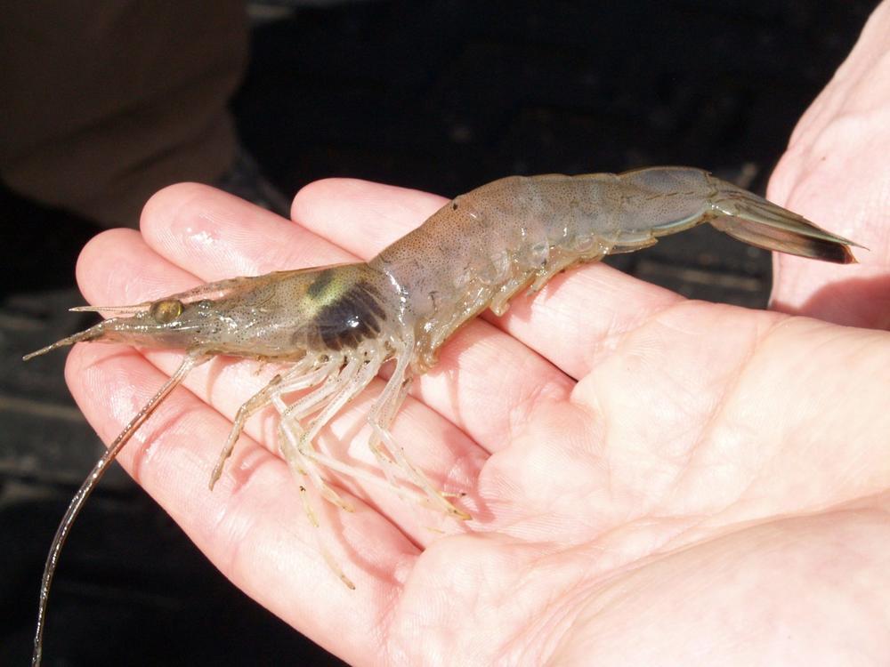 Shrimp with Black Gill disease