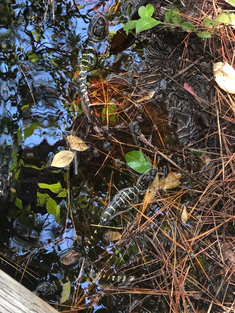 Alligator hatchlings swim in their home in the Okefenokee Swamp.