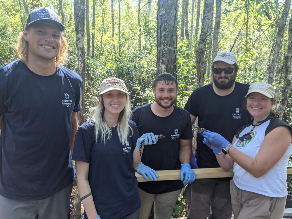 The Coastal Ecology Lab team welcomes the new hatchlings.