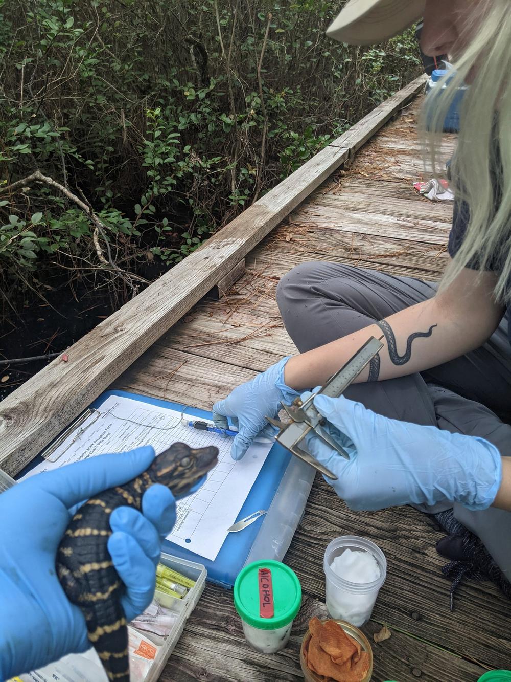 The Coastal Ecology Lab collects tissue samples from the hatchlings.