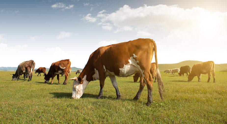 The Georgia Legislature is discussing drafting a bill for consideration during the session starting in January that would allow people to drink raw milk.