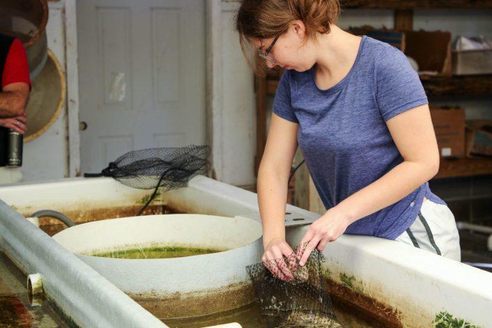Sarah Roney bags oysters at the Shellfish Lab before placing them in the river. The research trainee and Ph.D. student is examining the effect of “fear chemicals” on the growth of oysters.