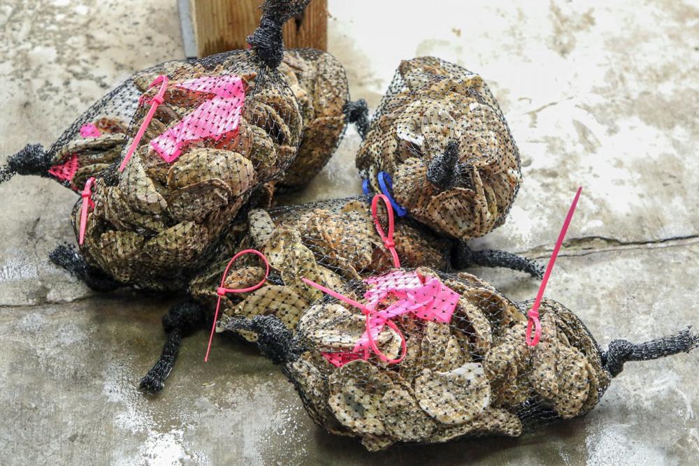 Bagged and tagged oysters are ready to be placed in the river. Research trainee and PhD student Sarah Roney is examining the effect of "fear chemicals" on the growth of oysters. 