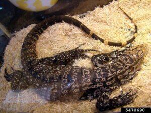 The Argentine black and white tegu is causing problems in parts of southeast Georgia by eating everything it can. 