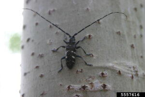 If you see this bug in Georgia, the Asian longhorn beetle, you should report it to the state Department of Natural Resources. 