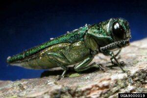 The emerald ash borer digs winding pathways through ash trees and has the capability to do irreversible damage to Georgia’s trees.