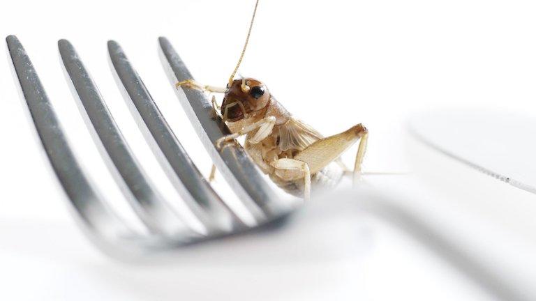 A cricket on a fork.