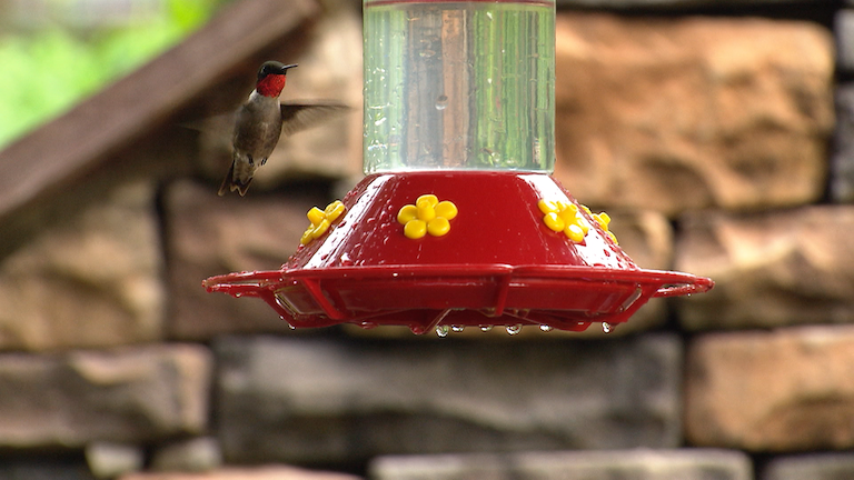 A hummingbird at a feeder.