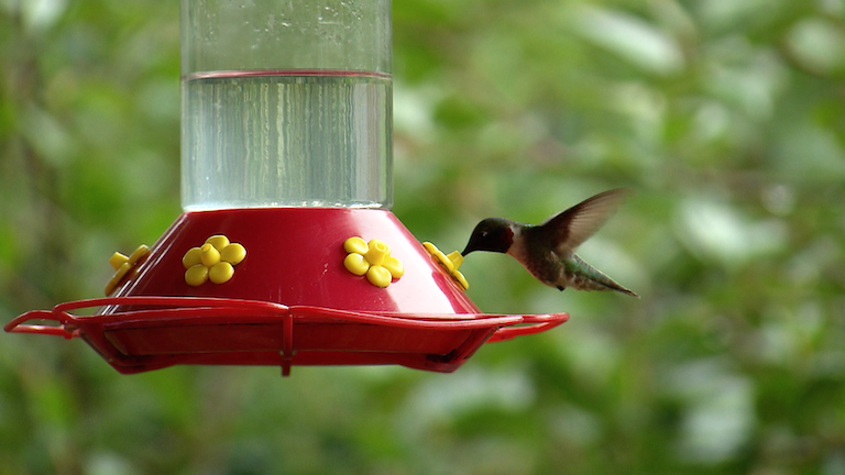 A hummingbird at a feeder.