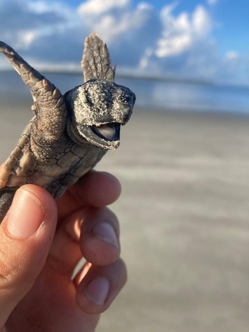 A loggerhead sea turtle hatchling.