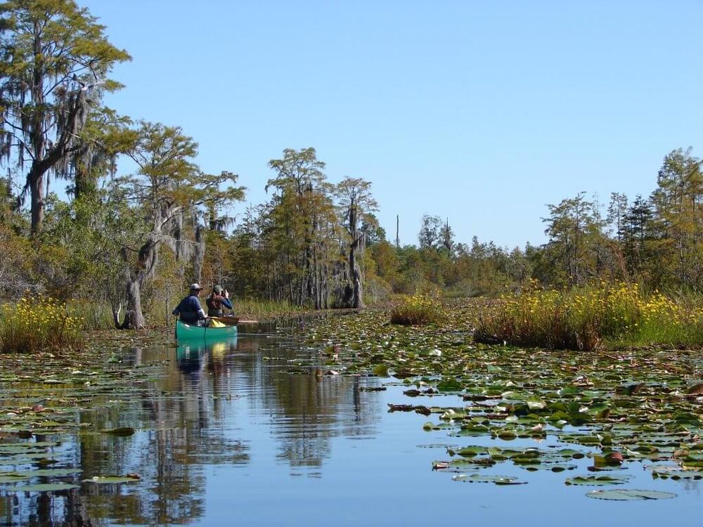 Visitors canoe along the Okefenokee Swamp in south Georgia near the Florida state line.