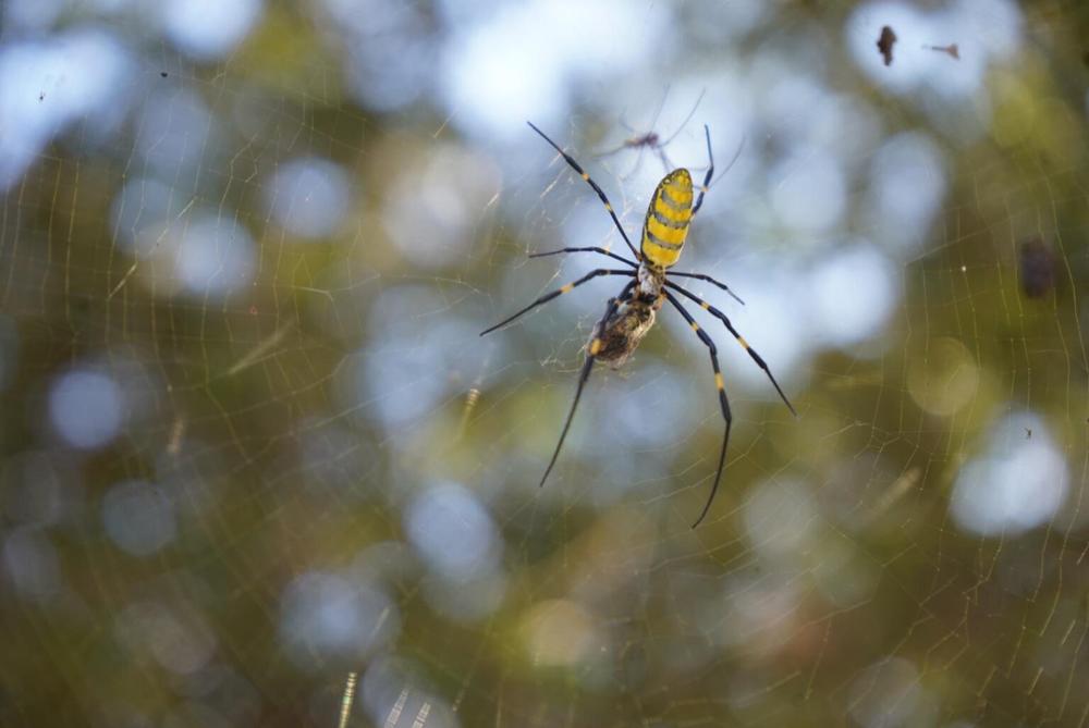 A Joro spider feeds on a bee in her Kennesaw web. 