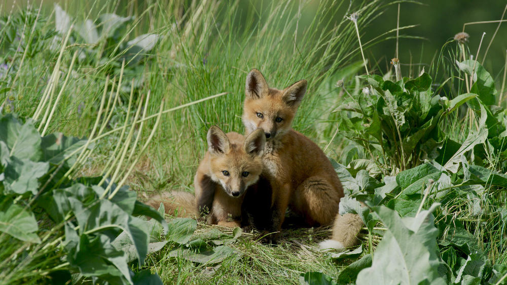 Two red fox kits sitting in the grass. Wild Horse Island, MT.