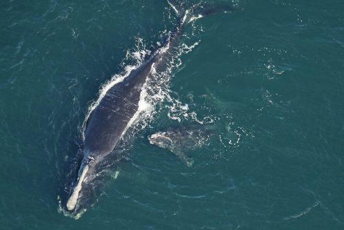 Right whale calf with its mother