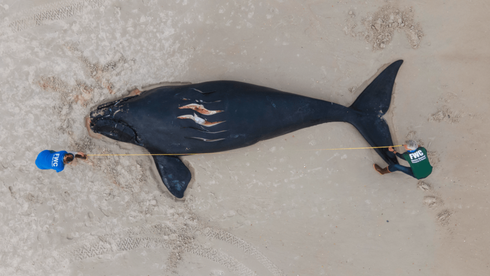 Approximately 22-foot-long dead right whale calf. The one-month old, male calf of Catalog #3230 beached on Anastasia State Park in St. Augustine, FL on February 13, 2021. The calf had injuries consistent with a vessel strike, including fresh propeller cuts on its back and head, broken ribs, and bruising. 