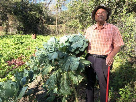 Philip Tutt, 83, grows collards and turnips in his backyard two doors down from a community garden he also tends. 