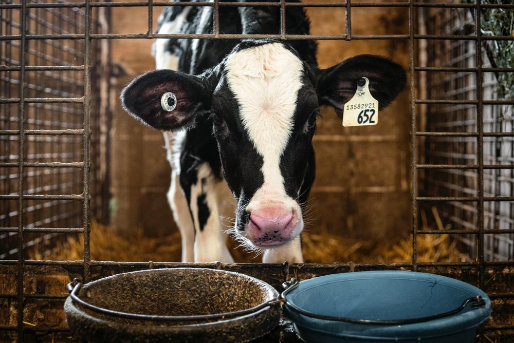 Dairy cow