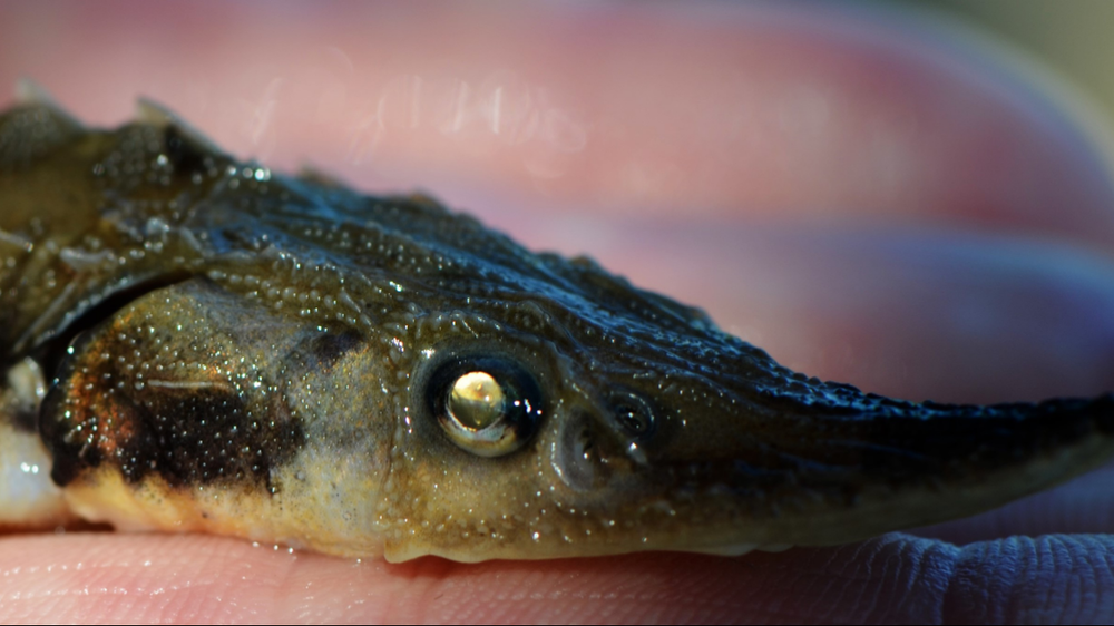 Sturgeon can reach lengths of 7 feet and can weigh more than 200 pounds, according to the US Wildlife Service.