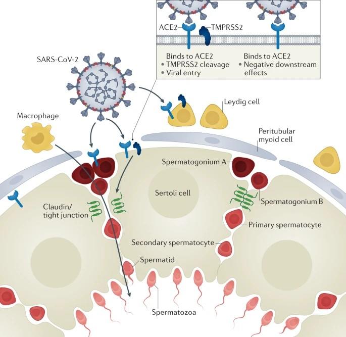 An image of how the SARS-CoV-2 virus affects the testis.