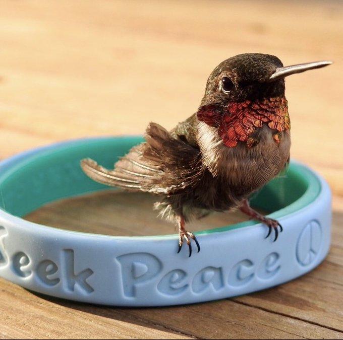 Sibley, a ruby-throated hummingbird, was rehabilitated by the Georgia Audubon after a window collision and went on to serve as a bird ambassador for three years.