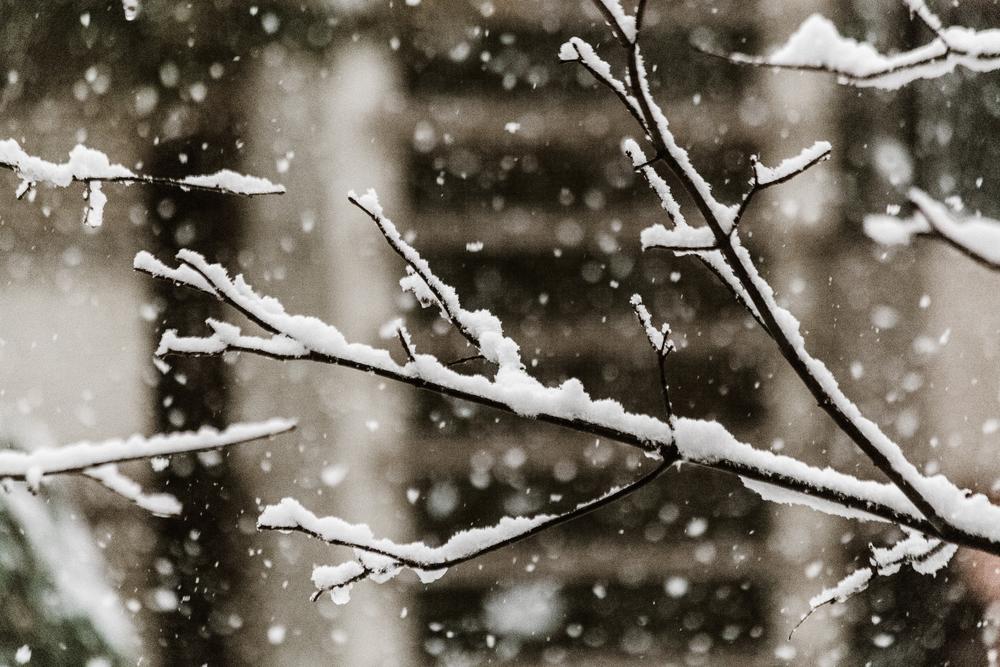 Snow falling and collecting on tree branches.