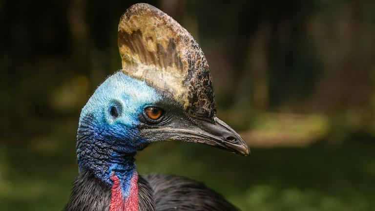 Cassowary