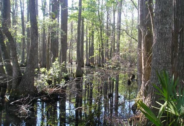 An area identified as Big Cypress Pond sits in the south central part of the Union Carbide site.