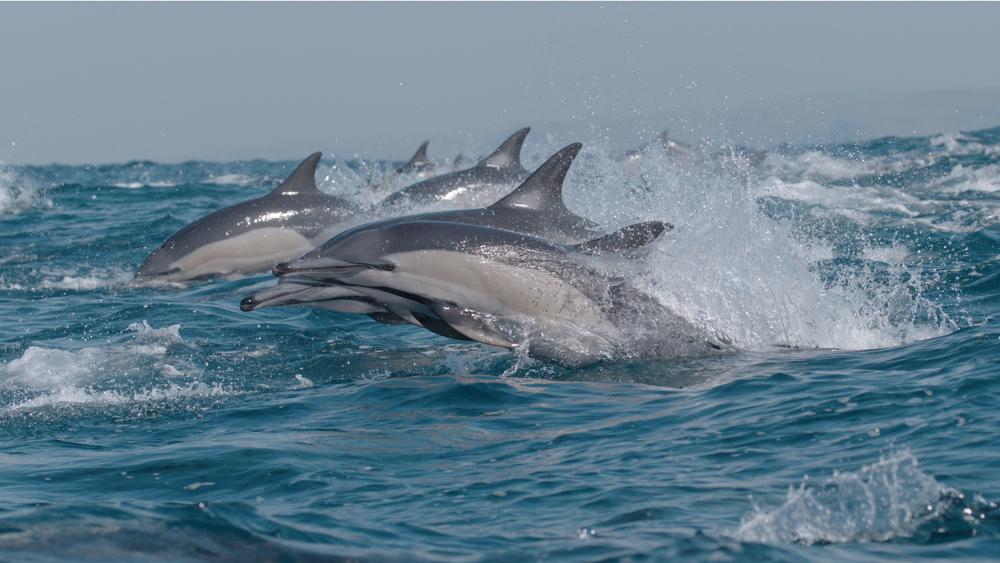 Dolphins leaping from the ocean.