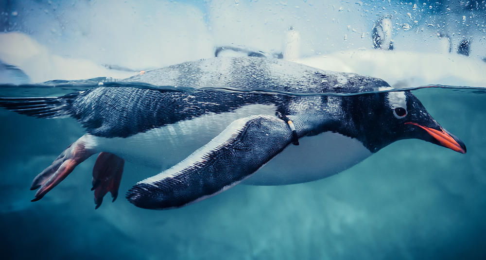 Gentoo penguin swimming.