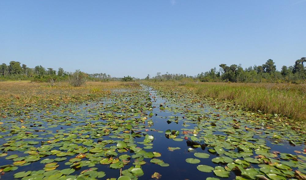 Okefenokee Wildlife Refuge