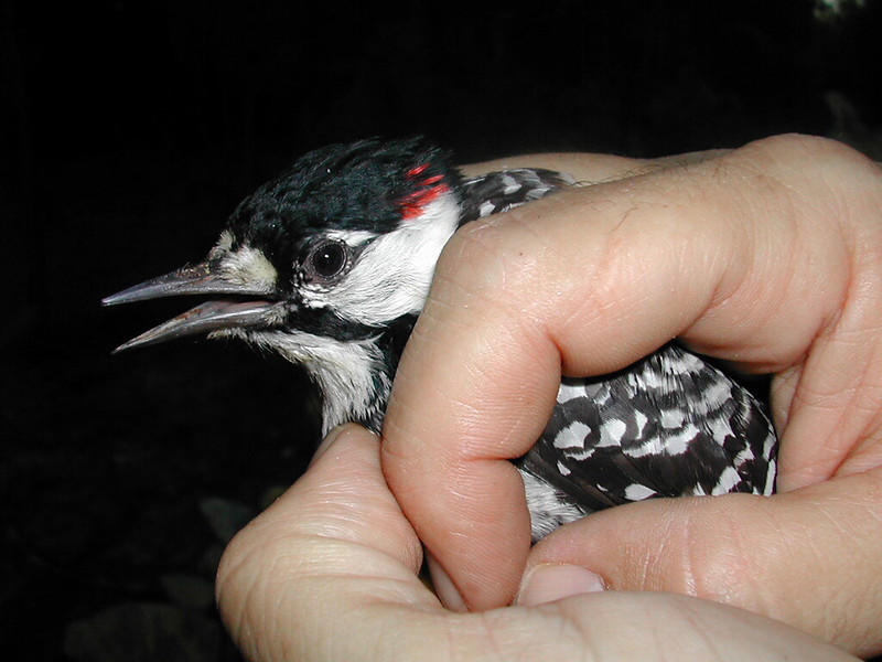 A red-cockaded woodpecker is being securely held in a person's right hand.