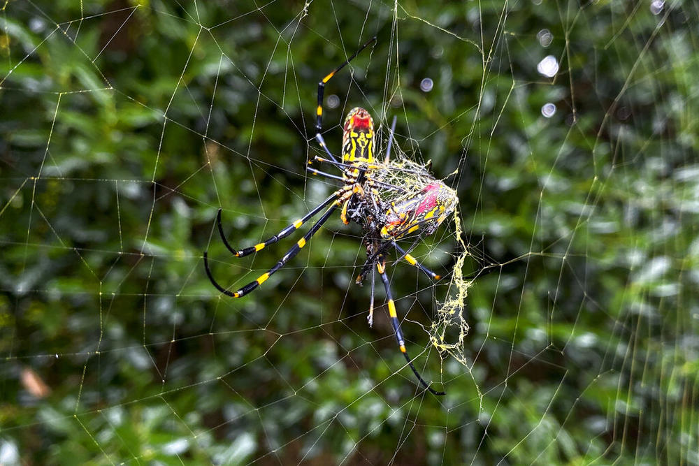 The Joro spider, a large spider native to East Asia, is seen in Johns Creek, Ga., on Sunday, Oct. 24, 2021. Researchers say the large spider that proliferated in Georgia in 2021 could spread to much of the East Coast.