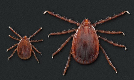 The Asian longhorned tick was found on a Pickens County farm last year.