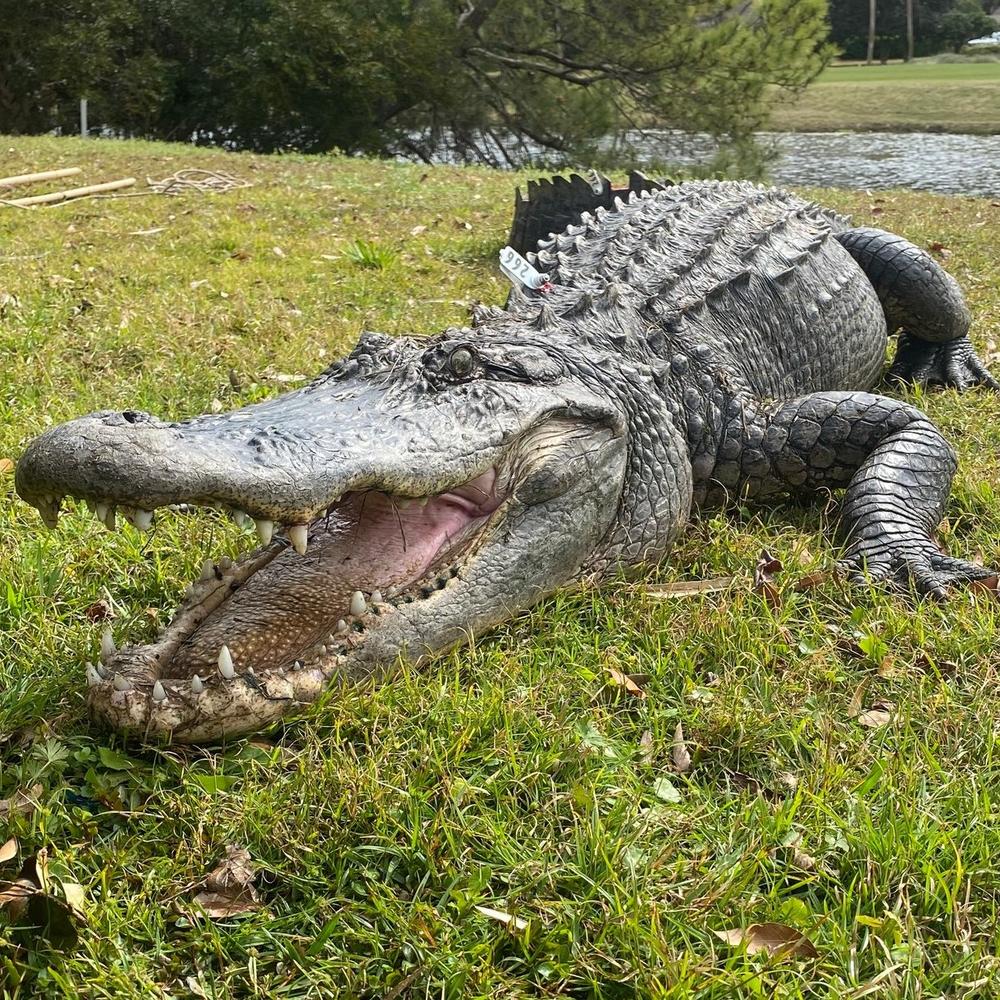Alligators in the Okefenokee are particularly susceptible to tooth problems because of the environment they live in.
