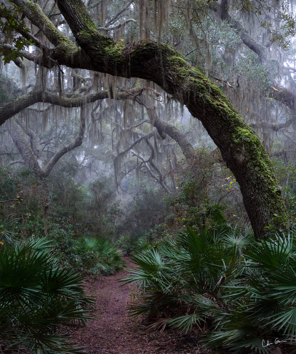 Cumberland Island