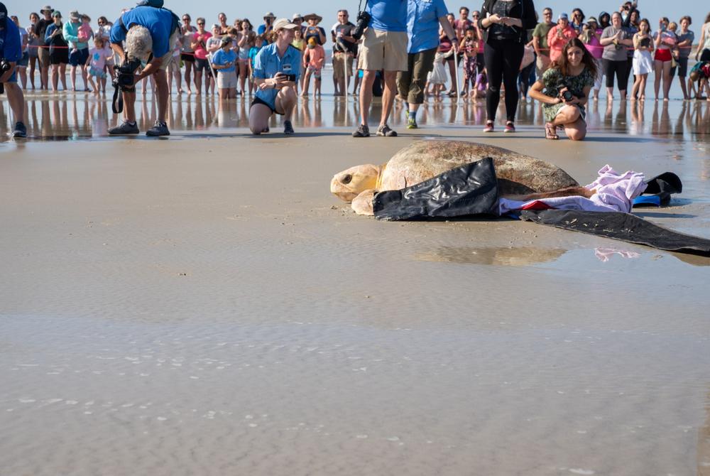 A crowd of a few hundred people showed up on the sunny beach to bid pair of rare sea turtles farewell. Both had spent nine months or more recovering at the Georgia Sea Turtle Center, the island's hospital for sick and injured sea turtles.