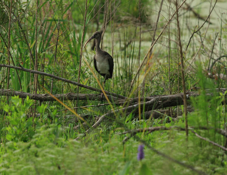 Harris Neck National Wildlife Refuge