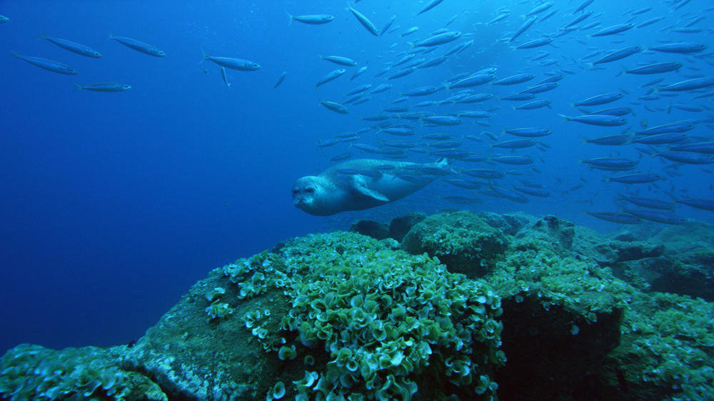 A Mediterranean monk seal.