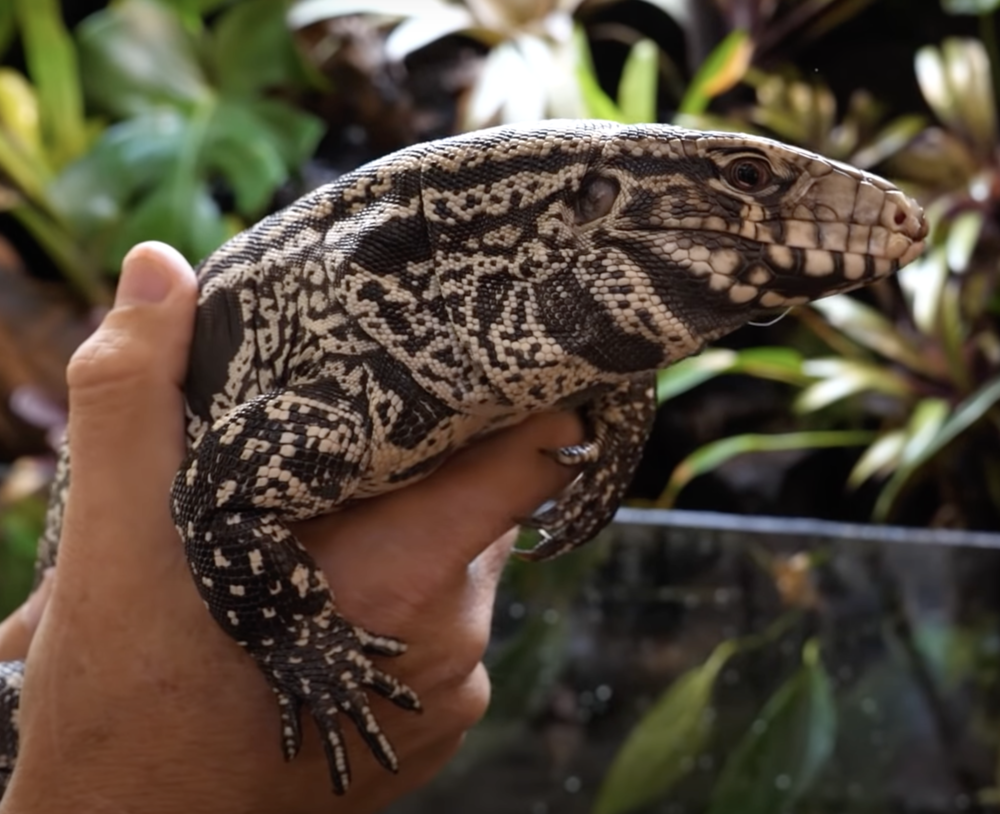 The Georgia DNR is working to assess and eradicate a wild population of Argentine black and white tegus in Toombs and Tattnall counties in southeast Georgia.