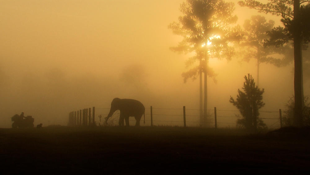 An elephant bathed in mist.