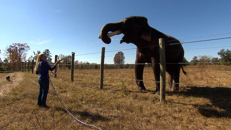 A woman sprays an elephant with a water hose.